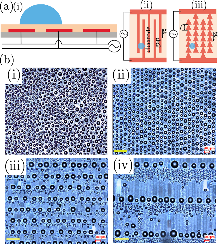 FIG. 1. (a-i) Schematic of the substrate used for the condensation experiments. Schematics of the interdigitated electrode (electrode-gap) designs are also shown here—(a-ii) straight interdigitated electrodes and (a-iii) zigzag interdigitated electrodes; the distance l between the consecutive triangular elements is varied to create different electrode designs. (b) Comparison between condensate droplet patterns (at approximately the same time instant) (i) without EW and under EW (Urms¼ 150 V; f¼ 1 kHz) with different electrode designs, (ii) straight interdigitated electrodes, and zigzag interdigitated electrodes with (iii) l¼ 1000 lm and (iv) l¼ 3000 lm. Gravity points from top to bottom along the electrodes. The yellow bars in (b) represent 1 mm.
