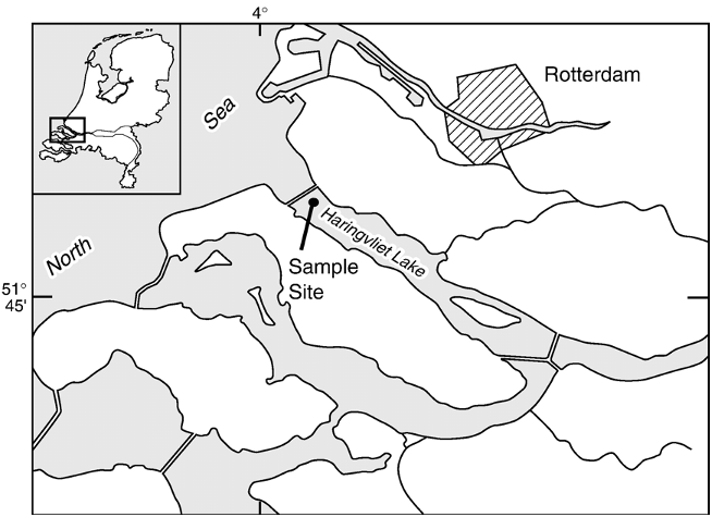 Fig. 1. The sampling location in Haringvliet Lake. The inset map shows the Rhine–Meuse river complex flows into the lake from the east, and the lake