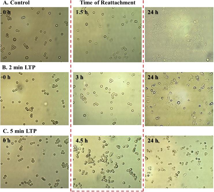 FIG. 11. Images of SCaBER cells reattaching to the surface of the culture plate at different times after reseeding. Photos were taken at specific times as noted on each image. Panel A is the control SCaBER cells that were not treated. The untreated cells adhere and are responsive at 1.5 h post-reseeding. Panel B is a 2 min LTP treatment and panel C is a 5 min LTP treatment. The earliest reattachment time post-reseeding for the 5 min LTP treatment was at 4.5 h as indicated by a few cells beginning to adhere to the surface.