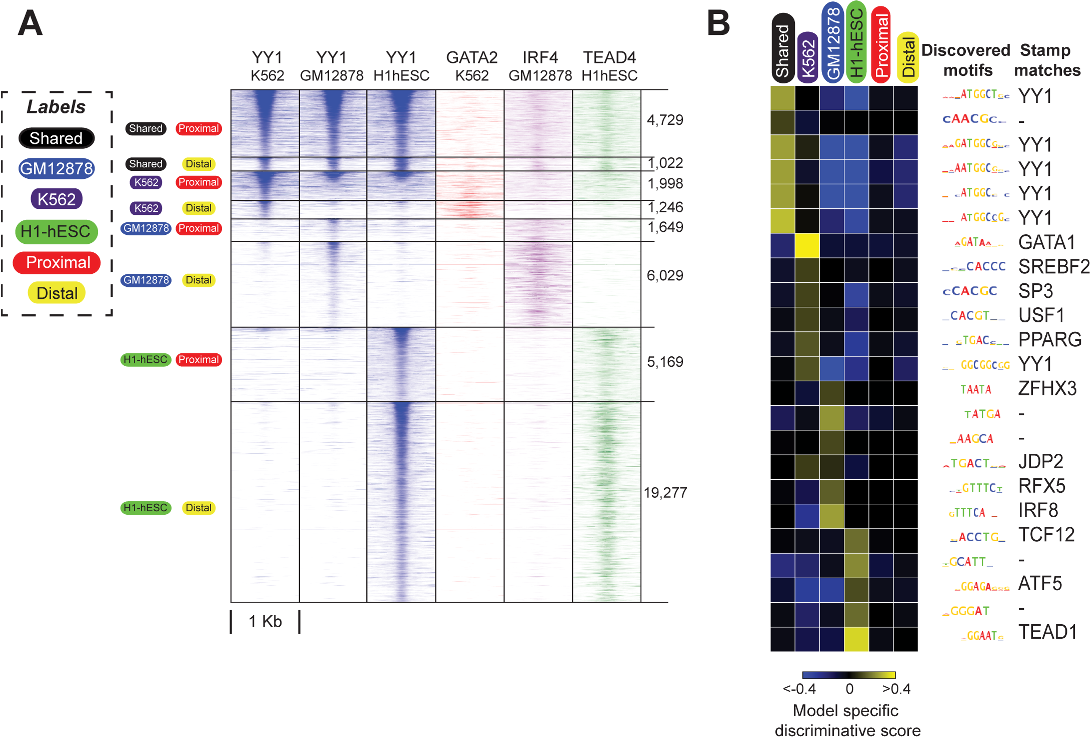 Fig 4. SeqUnwinder analysis of sequence features at multi-condition TF binding sites for ENCODE YY1 datasets. (A) Heatmaps showing the YY1 ChIP-seq reads at curated YY1 binding sites, stratified based on binding across cell-lines and distance from annotated mRNA TSS. The order of subclasses is: Shared and Proximal, Shared and Distal, K562 and Proximal, K562 and Distal, GM12878 and Proximal, GM12878 and Distal, H1-hESC and Proximal, and H1-hESC and Distal. (B) De novo motifs and corresponding label-specific scores identified using SeqUnwinder at events defined in A). For consistency across figures, we fix the color saturation values to -0.4 and 0.4.