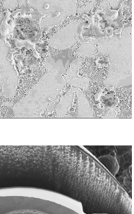 FIG. 5. (a) Scanning electron micrograph of macro-bubble with an EDX elemental map. (b) The excavation of macro-bubble achieved by Fib.