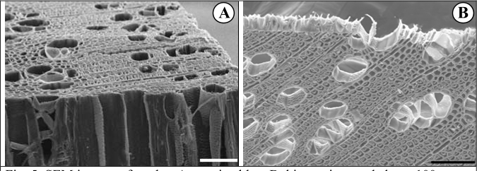 Fig. 5: SEM images of poplar: A massive bloc, B thin section; scale bars: 100 µm.