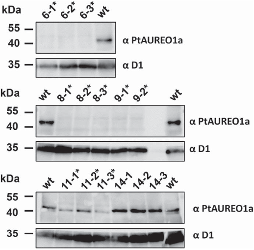 Fig. 6. Western Blot of wild type and two mono-allelic as well as four bi-allelic cell lines (marked with a *) after re-isolation using the PtAUREO1a antiserum. The expected molecular weight of PtAUREO is 41.5 kDa. A D1-specific antiserum was used as a loading control.