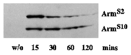 Fig. 7. ArmS10 is more stable than wild-type Arm. 0-16 hour old embryonic progeny of a cross of armS10/armS2 heterozygotes to HsGAL4 homozygotes were collected. A portion were ground in sample buffer without heat shock. The rest were heat-shocked for 50 minutes. Embryos were collected at 15, 30, 60 and 120 minutes after heat shock and ground in sample buffer. ArmS2 and ArmS10 were simultaneously detected by immunoblotting with anti-c-myc. In this experiment, the half-life of ArmS2 was 12 minutes while that of ArmS10 was 67 minutes.