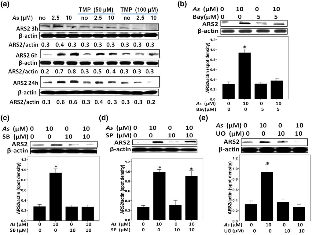 Fig. 7 Arsenic-triggered ARS2 expression was NF-κB, p38 MAPK and ERK dependent in HK-2 cells. Pretreatment of TMP (a), Bay117082 (Bay) (b), SB203580 (SB) (c) and UO126 (UO) (e), while not SP600125 (SP) (d), efficiently inhibited As-induced ARS2 expression. β-actin was used as loading control for total proteins. Values are mean ± SD (n = 3), (*) p < 0.05 versus Con
