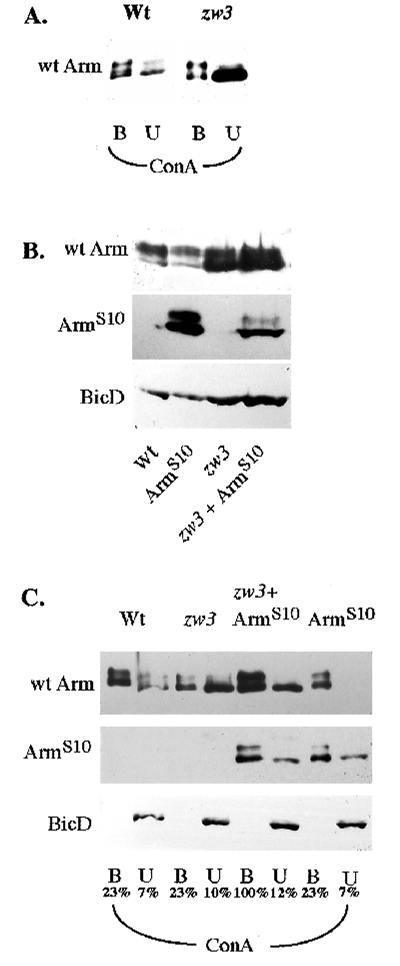 Fig. 8. Zw3 kinase does not regulate the stability of ArmS10. (A) Junctional wild-type Arm is phosphorylated normally in a zw3 mutant. 4-9 hour old wild-type or zw3 mutant embryos were separated into Con A-bound (adherens junction-associated) and unbound (nonjunctional) fractions. The expression level and phosphorylation status of junctional wild-type Arm is not altered in zw3 mutants, while the soluble, hypophosphorylated isoform of Arm is stabilized. (B) While the total level of wild-type Arm is increased in a zw3 mutant, the total level of ArmS10 is reduced. 2-10 hour old embryos from wild-type, zw3, ArmS10 in wild-type, and ArmS10 in zw3 mutant backgrounds were analyzed by immunoblotting with antibodies recognizing wild-type Arm (7A1), ArmS10 (c-myc) and BicD (as a loading control). (C) The level of nonjunctional ArmS10 is unaltered in a zw3 mutant, while the level of junctional ArmS10 is reduced. 2-15 hour old embryos of the genotypes in the previous panel were fractionated into Con A-bound (B; junctional) and unbound (U; non-junctional) fractions. Percentages indicate the percentage of the total sample loaded. Note that substantially more of the bound fraction was loaded in the sample to analyze ArmS10 accumulation in a zw3 mutant background.
