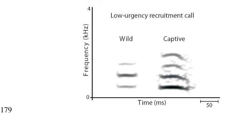 Figure 1. Examples of low-urgency recruitment calls produced by wild and captive meerkats 180 in response to olfactory predator cues. 181 182