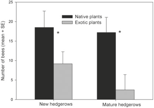 Figure 1. Mean number of native bees on exotic versus native plants from each site at each sample round. *Above bars indicates the response variable is different between native and exotic plants at p < 0.05.