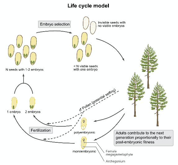 Figure 1: Overview of the life cycle model: The life cycle starts with N seeds, each with one or two embryos, followed by embryo and seed selection. Because of seed inviabiliy, the number of plants will be less than n. Seed parents are chosen with replacement in proportion to their postembryonic fitness, and directly self with probability pself. Both embryos of polyembryonic mothers are fertilized independently, and pollen parents of non-selfed seed are sampled with from the population with replacement in proportion to each genotypes post-embryonic fitness. Seed parents carrying the dominant polyembryony allele, produce two archegonia per seed, while those without this allele produce only one.