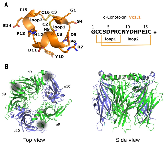 Figure 1. Structures of the α-conotoxin Vc1.1 and the extracellular domain of the α9α10 nAChR. (A) The NMR-derived distance and angle restrained (PDB code: 2H8S) structure of Vc1.1. The backbone and side chains of Vc1.1 are shown in cartoon and stick representations, respectively. α-Conotoxin Vc1.1 is a 16-amino acid peptide and has two disulfide bonds and an amidated C-terminus (represented by “#” in the sequence). (B) The extracellular ligand binding domain of the α9α10 nAChR. The α-conotoxin binding site is putatively located at the cleft between the α10(+) and α9(−) components or α9(+) and α9(−)components (grey cloud).
