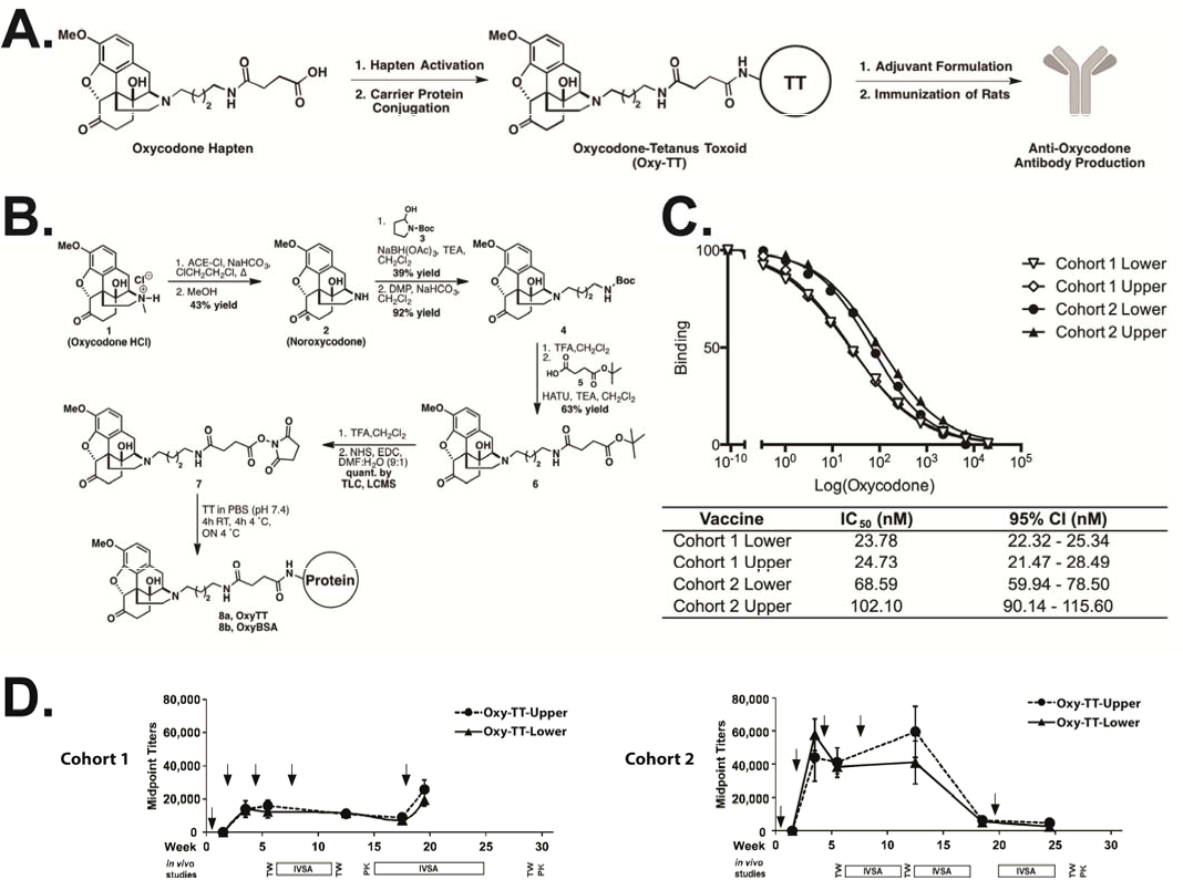 Figure 1. The general vaccination strategy using an oxycodone hapten-immunoconjugate vaccine. A) The general vaccine strategy and B) scheme of Oxy hapten synthesis and preparation of Oxy-TT and Oxy-BSA immunoconjugates. C) Surface plasmon resonance (SPR) analysis of binding interactions confirmed that the polyclonal response presented binding to free drug in Cohorts 1 and 2. D) The vaccination schedule resulted in plasma anti-Oxy antibody midpoint titers from Oxy-TT vaccinated rats. Cohort 1 and Cohort 2 are separated into Upper or Lower groups (N=5-6) with alum and CpG ODN 1826 as adjuvants as determined by ELISA. Arrows indicate when rats were vaccinated. Data are presented as means ± SEM. Plasma from control TT vaccinated rats with alum and CpG ODN 1826 as adjuvants did not contain any detectable anti-Oxy IgG titers. TW and PK indicated tail-withdrawal tests and blood-draws for pharmacokinetic analysis, respectively.