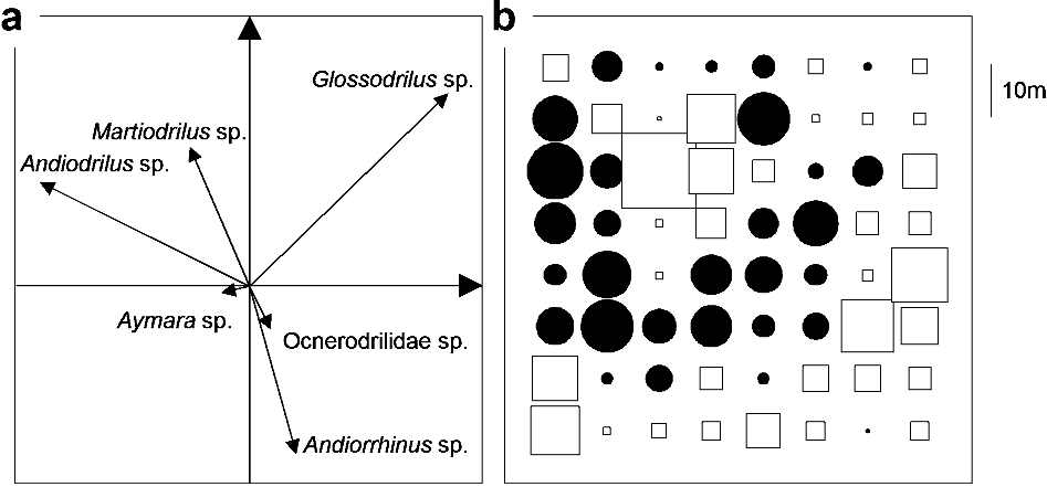 Figure 2. Compromise analysis of the species assemblage structure in pasture 1: correlation circle showing the ordination of the variables (species) on the factorial plan defined by the first two axes of the PCA on the compromise matrix (a); maps of the factorial coordinates of the 64 sampling points on the first axis of the PCA on the compromise matrix (b) (circles and squares represent positive and negative scores respectively and the size is proportional to the corresponding value). Modified from Figure 2 in Jiménez et al. (2006) Acta Oecologica 30: 299–311. Copyright c© by Elsevier. Reprinted with permission of the publisher.