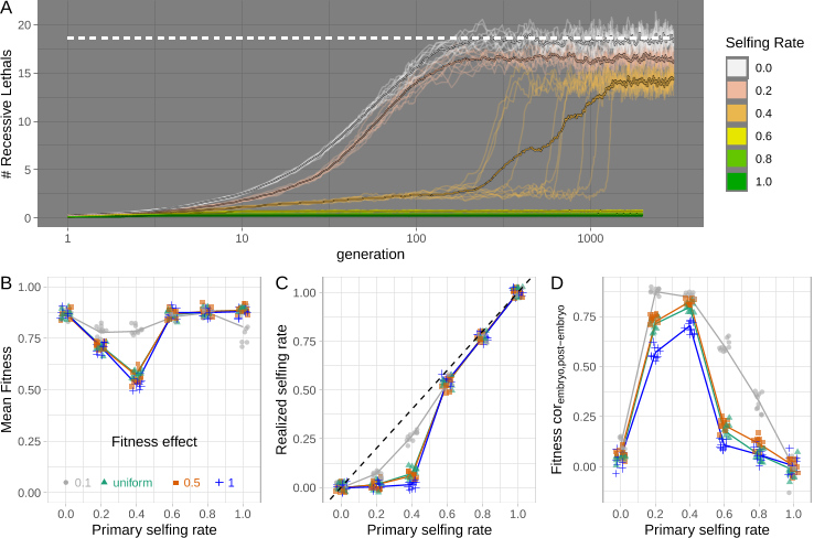 Figure 3: Results from burn-in: (A) The mean number of recessive lethal alleles per haploid genome over time. Each line is one of ten replicates for each selfing rate, designated by color. The dashed white line shows the theoretical expectation for a randomly mating population in our simulation, while the larger colored line shows the mean across replicates. Results with different dominance and selection coefficients are presented in Figure S1. Figures (B-D) show features of the population ’burn-in’ populations after the load equilibrates. Points are slightly jittered to show the data - with one value for each replicate simulation for a given combination of selfing rates on the x, and fitness effects of new mutations in color, lines connect means. In C, the one to one line is shown by the dashed black line. All mutations are fully recessive. Results with different dominance coefficients are presented in Figure S2.