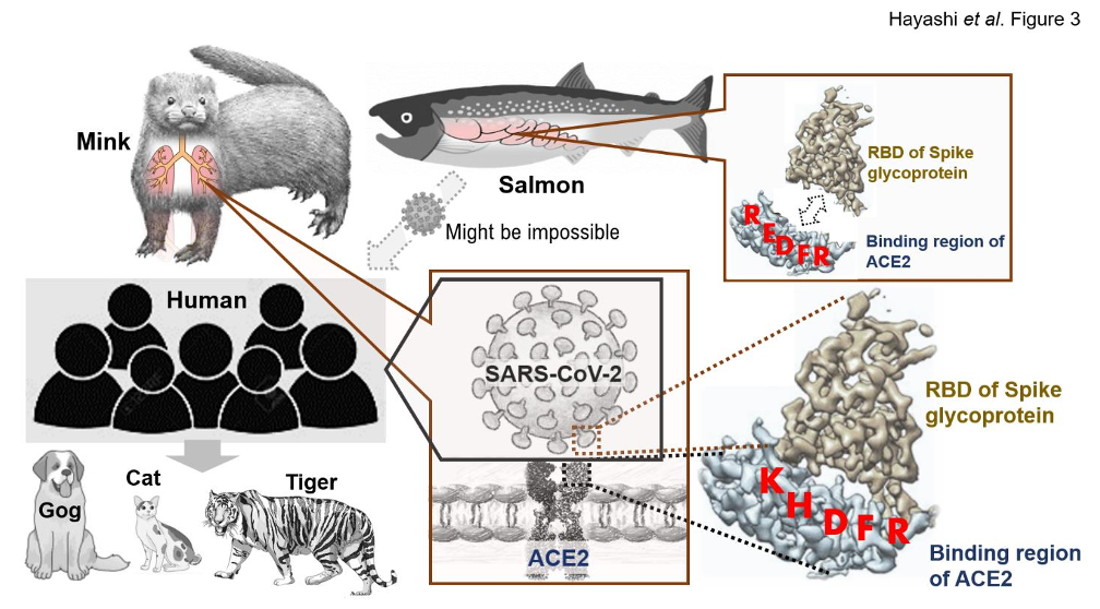 Figure 3. SARS-CoV-2 infection from mink or salmon to humans in zoonotic transmission.