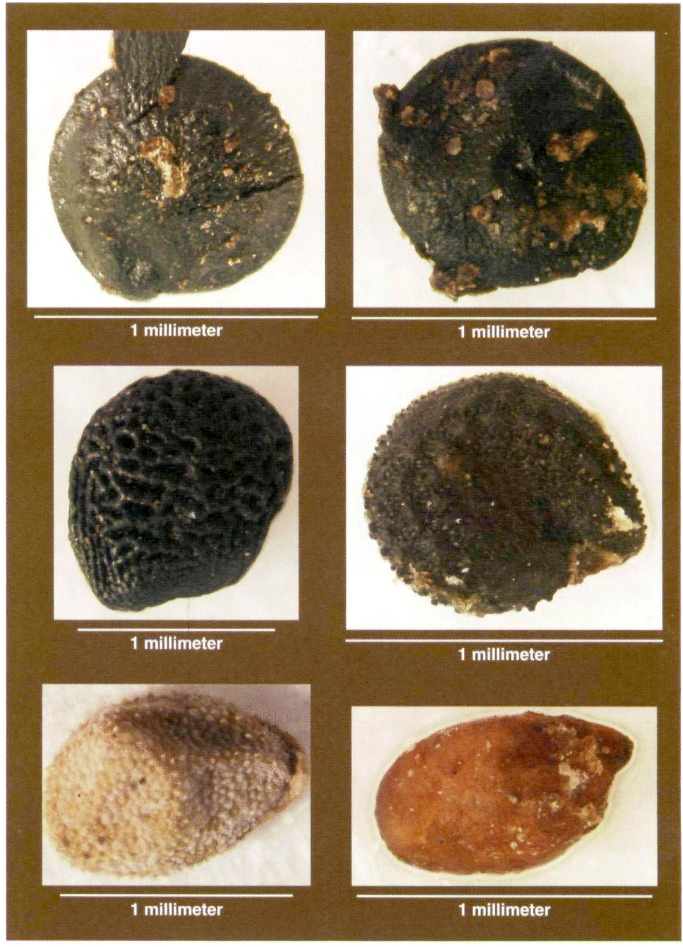 Figure 3. Small seeds were an important part of the Ancestral Pueblo diet. Because they are typically quite small and are often fragmented from stone grinding, their identification in coprolites can be difficult. Shown here (clockwise, from upper left) are seeds of pigweed, goosefoot, purslane, dropseed grass, an unknown seed present in on|y one sample and hedgehog-cactus fruit. These are only a few examples of the seeds that the Ancestral Pueblo ate. (Vegetation photographs by the author.)