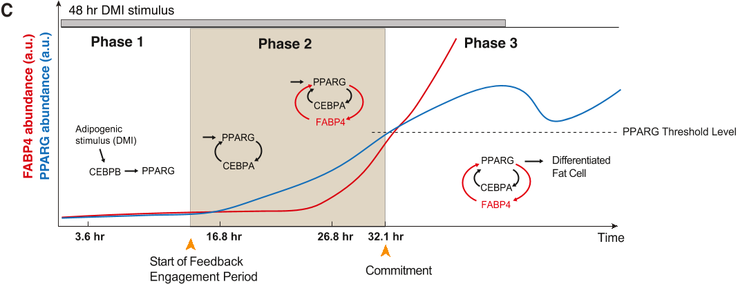 Figure 4. During adipogenesis, the PPARG-FABP4 feedback engages after the PPARG-CEBPA feedback engages.