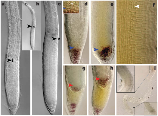 Figure 4 | Inducible expansion of meristem and stem cell area with PLT2–GR fusions. a–c, 35S-PLT2–GR 7 d.p.g. without dex (a) and 1 d after 5 mM dex application (b, c). Overview shows positioning of ink toner particles that mark the meristem boundary (black arrowhead) and upper elongation zone boundary at the onset of induction (b); the elongation zone boundary is defined as the position where cortical cells rapidly expand. Induced PLT2–GR roots reveal cell division below the meristem boundary and incomplete cell elongation (c). d–f, 35S-PLT2–GR;pRCH1-RBR RNAi plants: 10 d.p.g. without dex revealing the two RBRi-induced stem cell layers below the quiescent centre (blue arrowhead, inset), asterisk indicates the quiescent centre (d); with 3 d of dex application, revealing excessive root cap stem cells (blue arrowhead) and periclinal divisions in the proximal meristem (e); magnification with ectopic periclinal divisions (f , white arrowhead). g–i, Duplication of the stem cell area (red arrowheads) and distal cell types (brown starch granules) in ,10% of 8 d.p.g. 35S-PLT2–GR, pRCH1-RBRi plants after dex application. Early (g), mid- (h) and late (i) stages of ectopic stem cell centre; note the prolonged activity of both stem cell centres (i, inset).