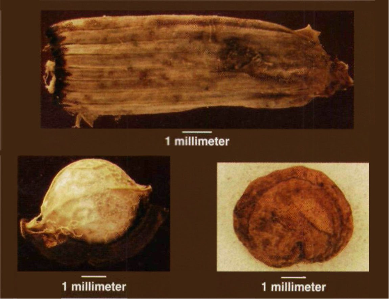 Figure 6. Horsetail sections from Antelope House (top) often show cut marks from stone knives. The same coprolites that contained horsetail also contained hundreds of thousands of horsetail spores. This has only been seen at Antelope House and is thus evidence for dietary stress. A hackberry seed and a partial fruit (lower left) clearly cannot have offered much nutrition and may have been a starvation food. Prickly pear seeds (lower right) were from fruits eaten when they became available in the fall.