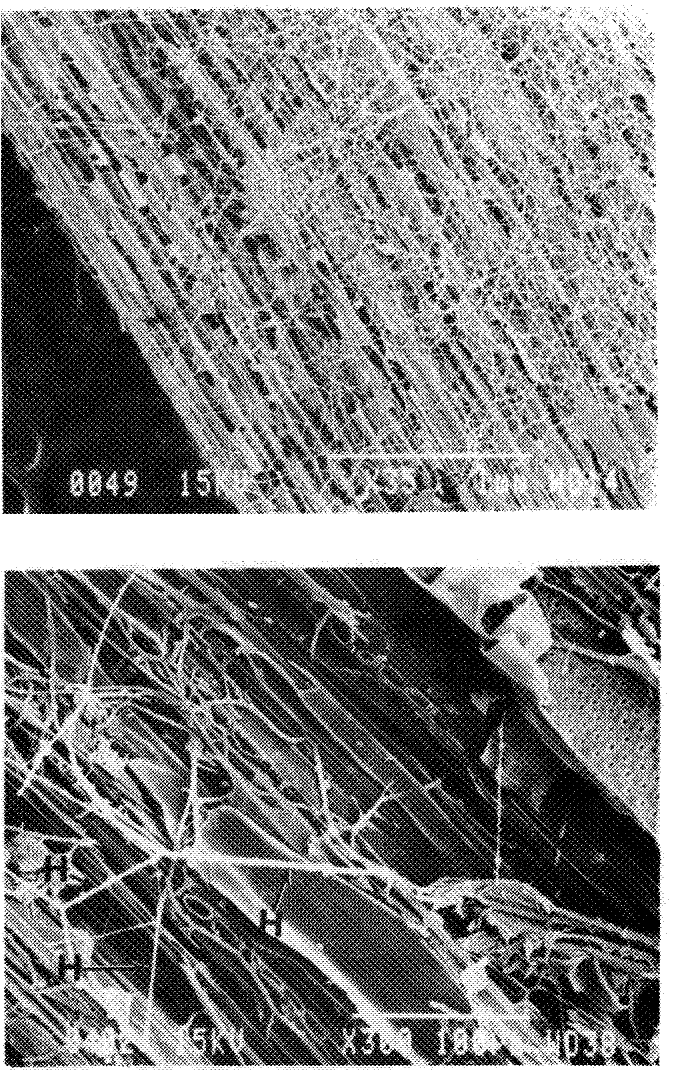 Figure 7.1 Mycelial network of Phanerochaete chrysosporium on surface of aspen wood chip after 3 weeks of growth ( x 35) (Sachs et al.. 1989). H. hypha.