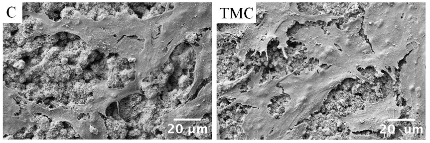 Figure 7. SEM images showing the morphology of cells cultured on C and TMC samples for 7 days.